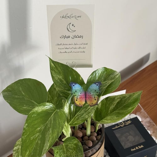 صحن اكريلك ( نبته البوتس الرمضاني مع الماجد للعود...