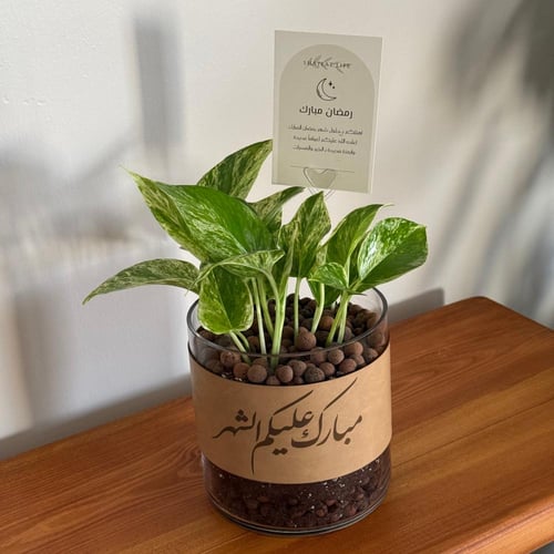 بوتس ماربل كوين - مع اضافة جلد مبارك عليكم الشهر -...