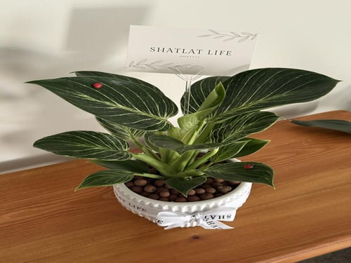 نبتة فيلوديندرون بيركن - مركن ابيض