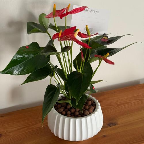 نبتة الانتوريوم احمر - مركن ابيض