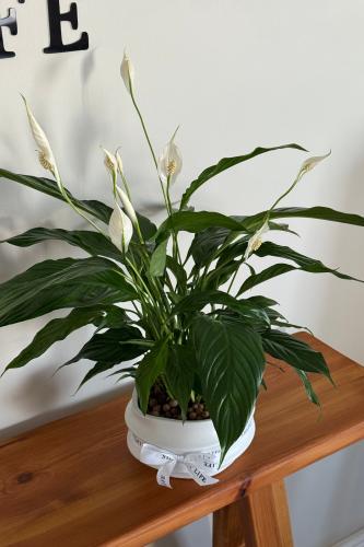 نبتة زنبق السلام - حجم كبير جداً