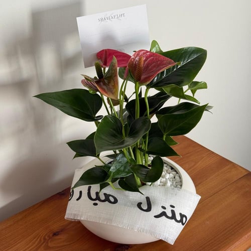 نبتة الانتوريوم | منزل مبارك