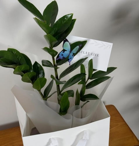 نبتة الزاميا - مركن زجاجي ( وسط )