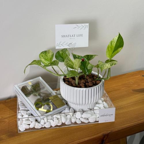 صحن اكريلك نبتة البوتس ماربل كوين مع شوكلت بستاني