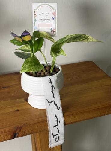 هدية العيد - نبتة البوتس