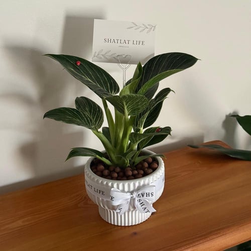 نبتة فيلوديندرون بيركن - مركن ابيض