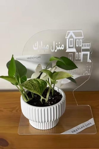 ستاند أكريلك مع نبتة البوتس ماربل كوين ( ملكة الرخ...