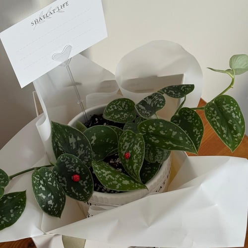 نبتة البوتس بيكتوس