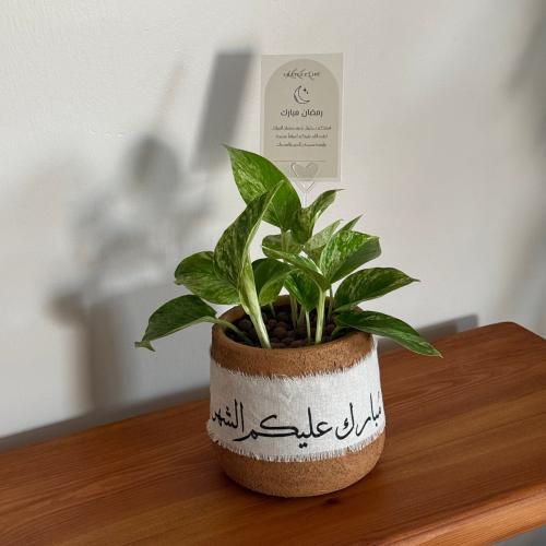 هدية رمضان ( نبتة البوتس مركن فخار انيق )
