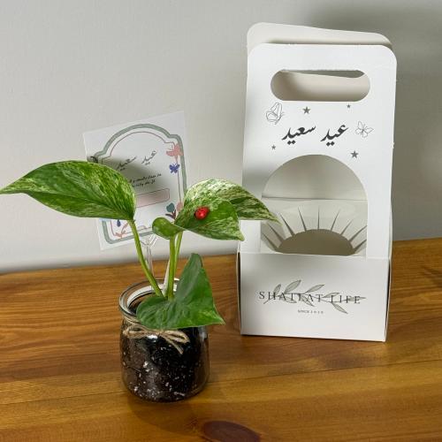 فرحة خضراء - نبتة البوتس ( حجم ميني )