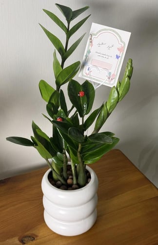 هدية العيد - نبتة الزاميا