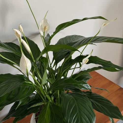 نبتة زنبق السلام - حجم كبير جداً