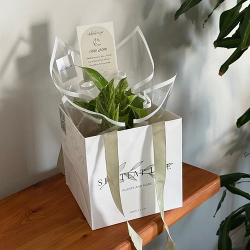 هدية رمضان ( نبتة البوتس مركن فخار انيق )