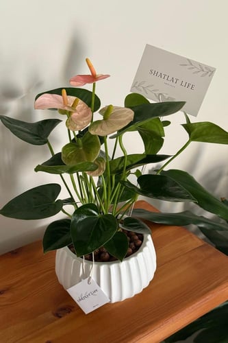 نبتة الانتوريوم - وردي (2)