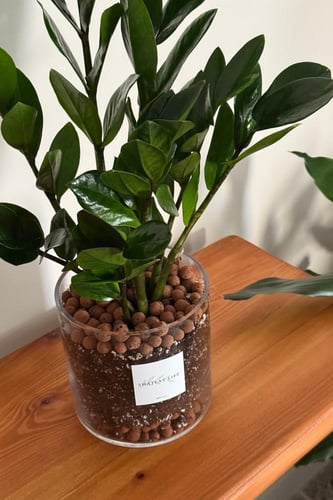 نبتة الزاميا - مركن زجاج - كبير