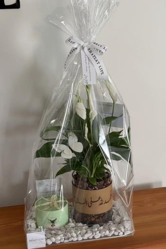 صحن اكريلك | نبتة زنبق السلام مع انوش