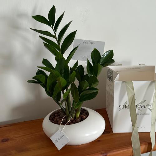 زاميا - مركن مسطح سيراميك