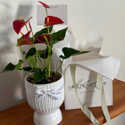 نبتة الانتوريوم احمر | مركن ابيض سيراميك - حجم وسط