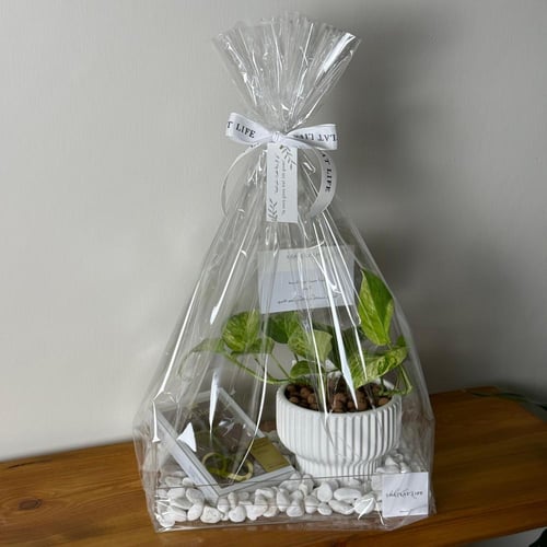 صحن اكريلك نبتة البوتس ماربل كوين مع شوكلت بستاني