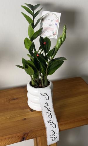 هدية العيد - نبتة الزاميا