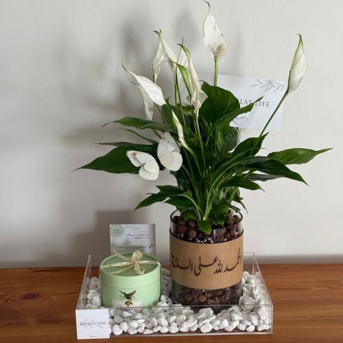 صحن اكريلك | نبتة زنبق السلام مع انوش