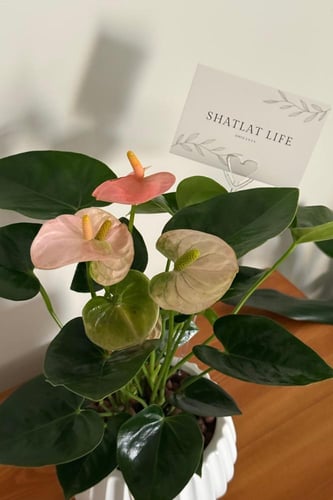 نبتة الانتوريوم - وردي (2)