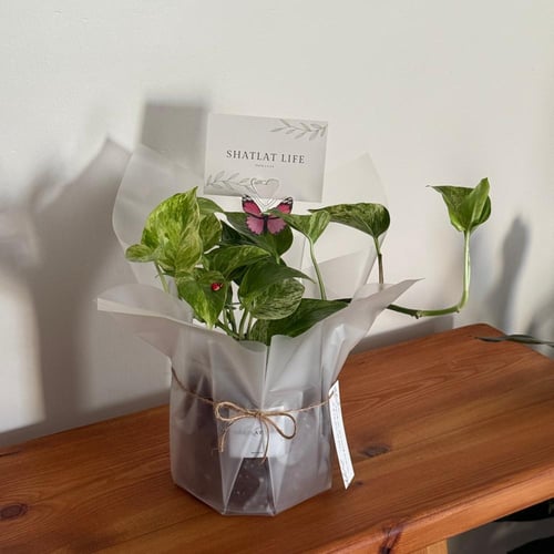 نبتة البوتس ماربل كوين ( ملكة الرخام ) - كبير