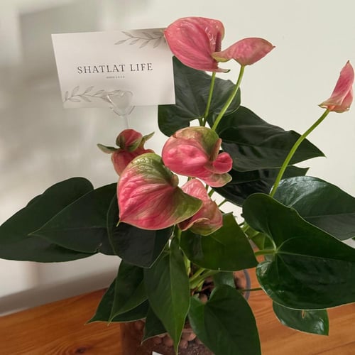 نبتة الانتوريوم وردي - مركن زجاج