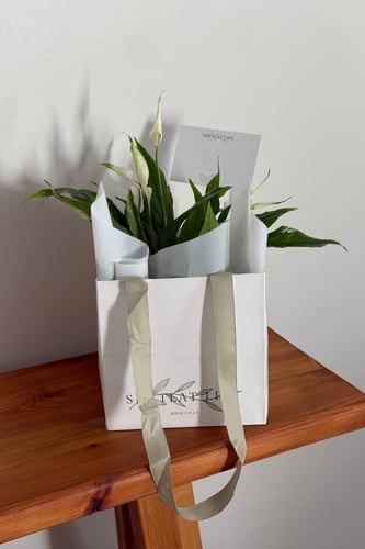 نبتة زنبق السلام مع اضافة شريط قماش