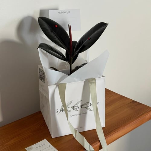 نبتة فيكس روبوستا