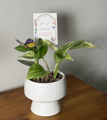 هدية العيد - نبتة البوتس