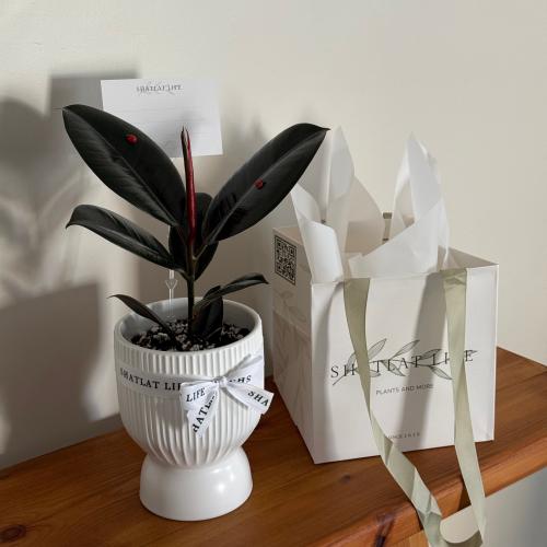 نبتة فيكس روبوستا