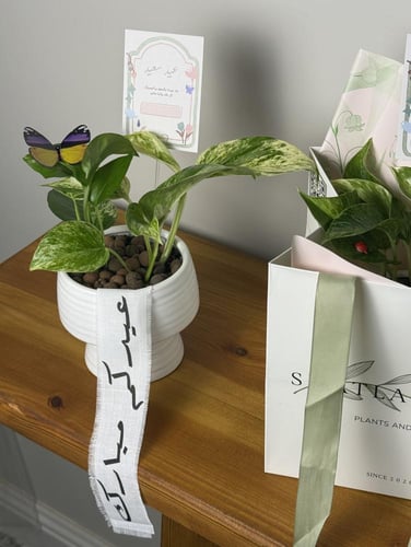 هدية العيد - نبتة البوتس