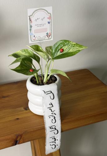 هدية العيد - نبتة البوتس