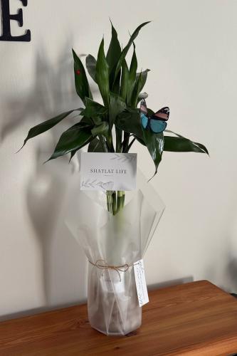 ساق البامبو - فازة زجاجية مزينة بأحجار لؤلؤية