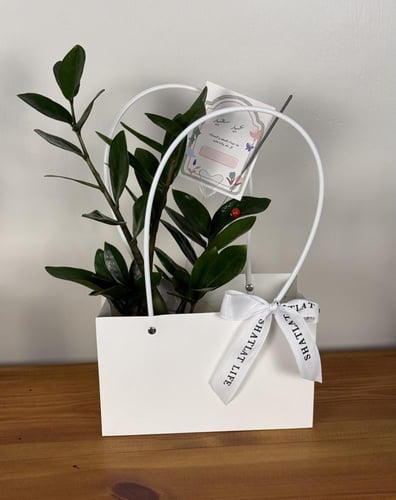 هدية العيد - نبتة الزاميا مع شوكلت انوش