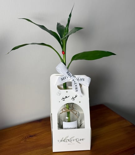 غصن العيد - ساق البامبو التايلندي