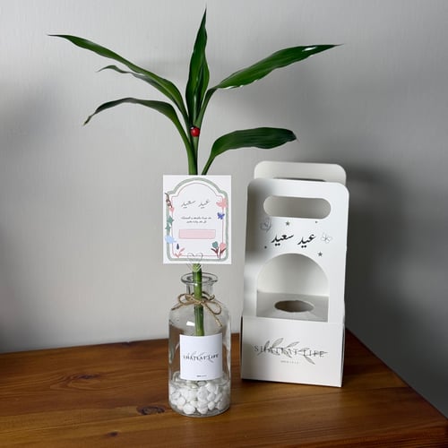 غصن العيد - ساق البامبو التايلندي