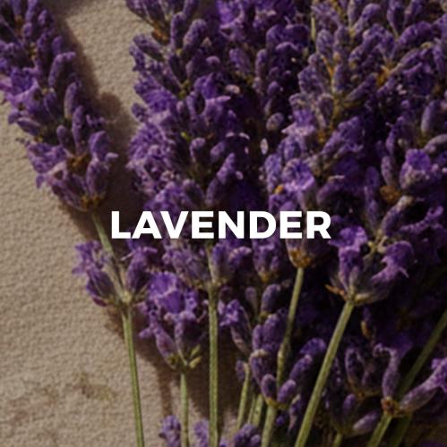 Lavendar