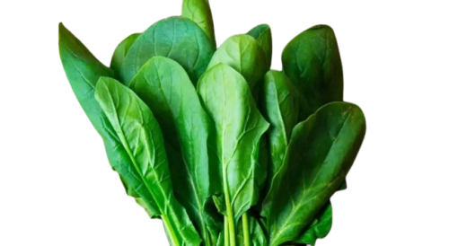 سبانخ (1 ربطه)