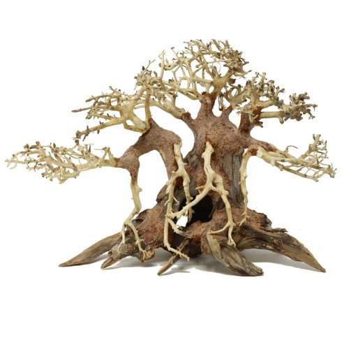 خشب بونساي لأحواض السمك