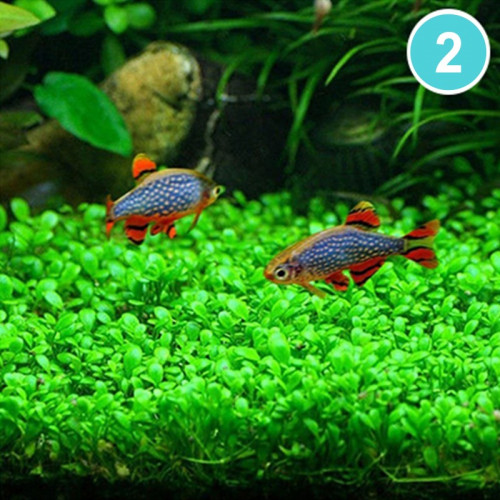 بذور نباتات مائية رقم 2 ظرف صغير