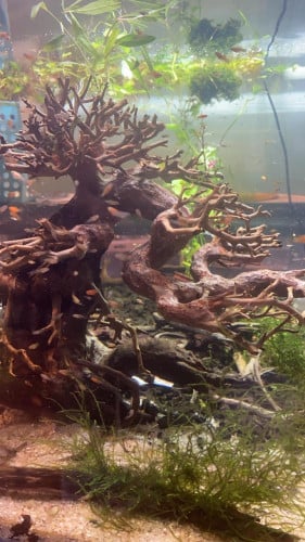 خشب بونساي طبيعي لأحواض السمك