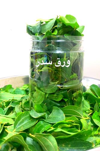 ورق سدر أخضر طازج