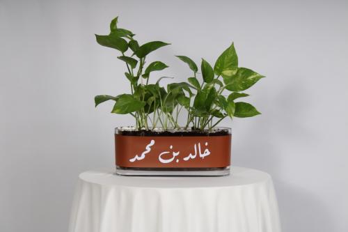 نبات البوتس