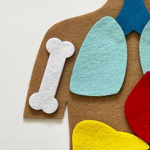 اعضاء الجسم