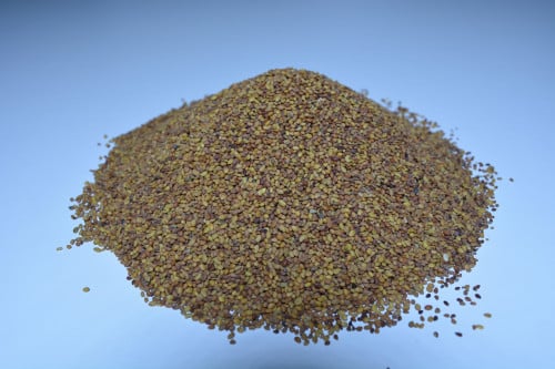 بذر البرسيم