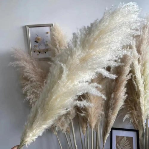 ريش طبيعي طويل