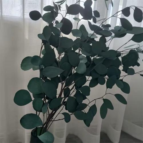 ورق زينة طبيعي مجفف لتنسيق الفازات والديكور الداخل...