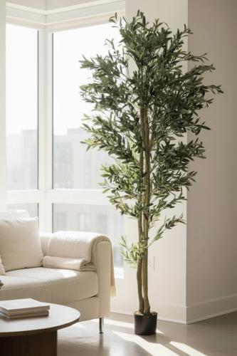 شجرة زيتون طول ٢٣٠ سم